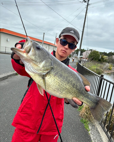 ブラックバスの釣果