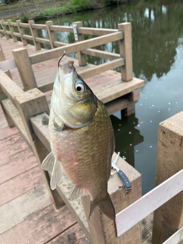 ヘラブナの釣果