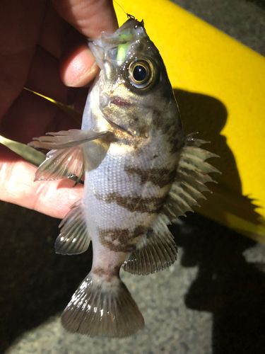 メバルの釣果