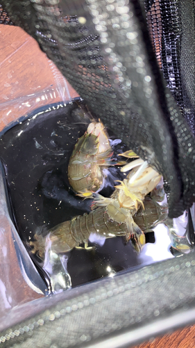 シャコエビの釣果