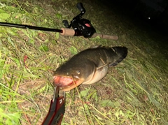 ナマズの釣果