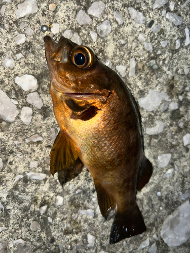 メバルの釣果