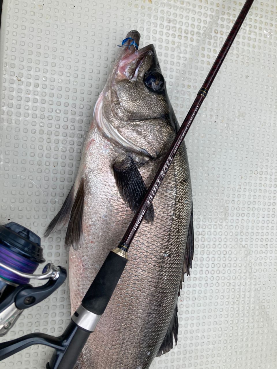 やす淡路島アングラーさんの釣果 3枚目の画像