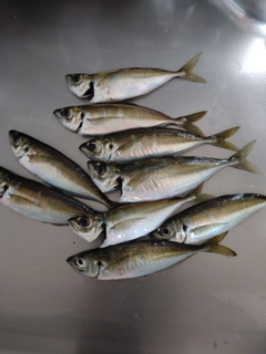 アジの釣果