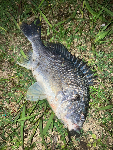 キビレの釣果