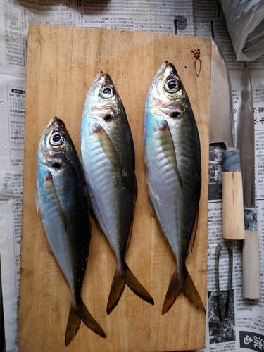 アジの釣果