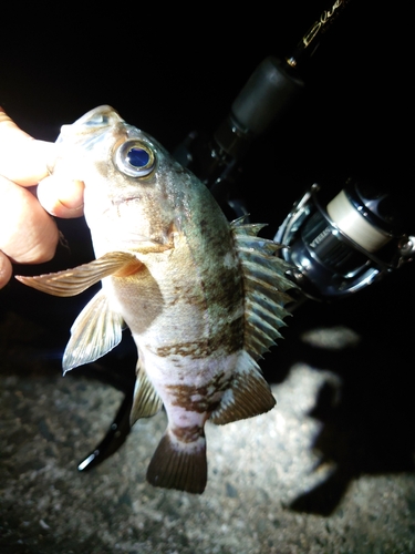 メバルの釣果