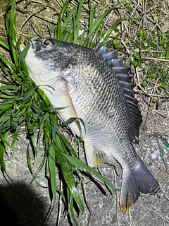 キビレの釣果