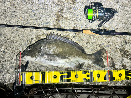 クロダイの釣果