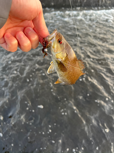 スモールマウスバスの釣果