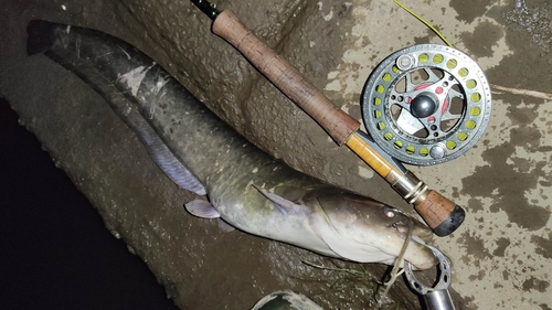 マナマズの釣果