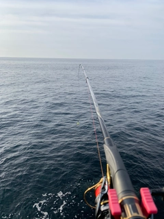 コブダイの釣果