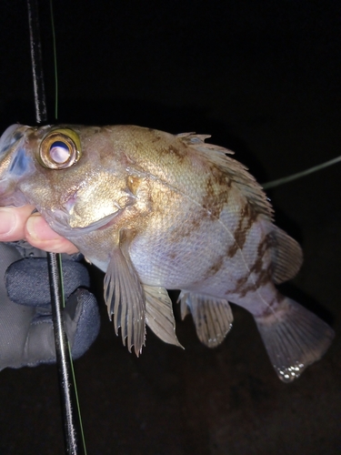 メバルの釣果