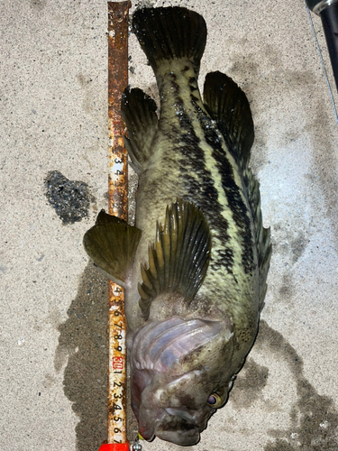 シマゾイの釣果