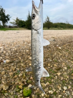 カマスの釣果