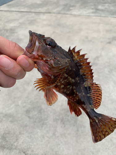 カサゴの釣果