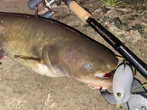 ナマズの釣果