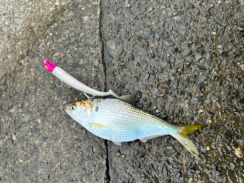 コノシロの釣果