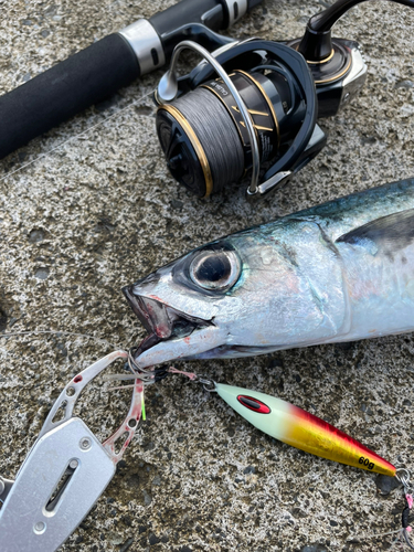 サバの釣果