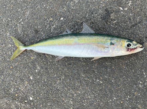 ムロアジの釣果