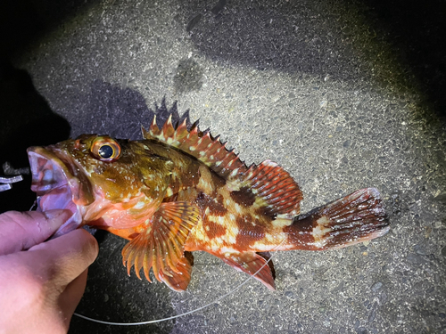 カサゴの釣果