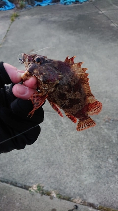 ヨロイメバルの釣果