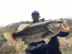 ブラックバスの釣果