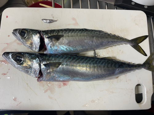 サバの釣果