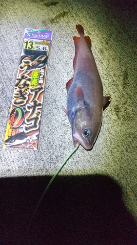 エゾイソアイナメの釣果