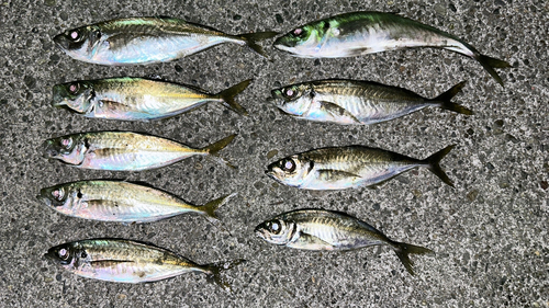 アジの釣果