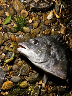 キビレの釣果