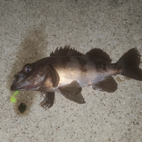 シロメバルの釣果