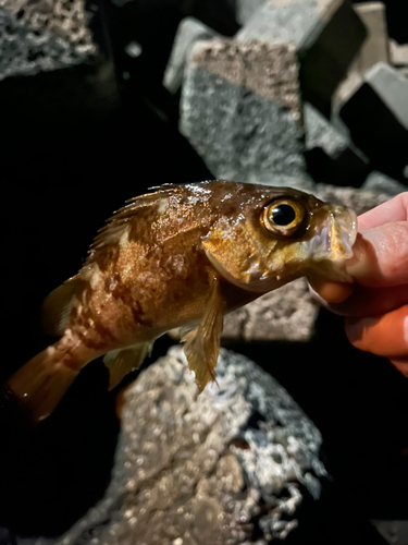 メバルの釣果