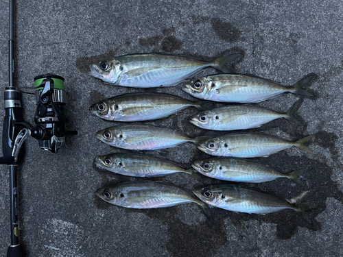 アジの釣果