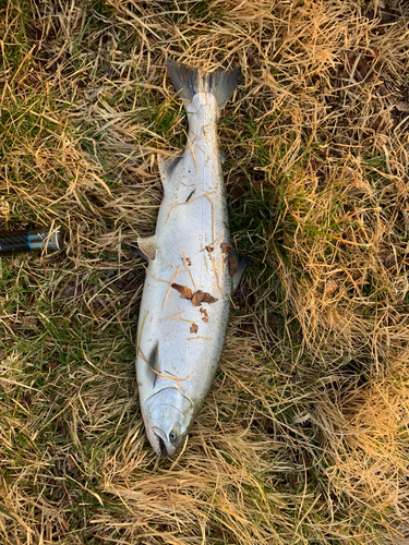 サクラマスの釣果