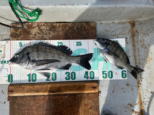 クロダイの釣果