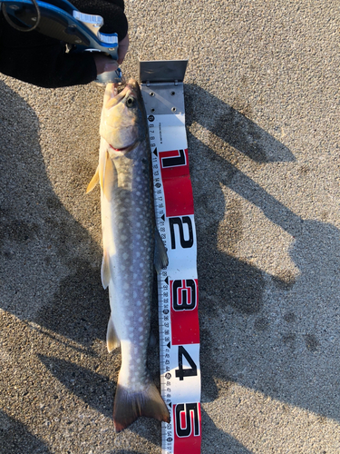 アメマスの釣果