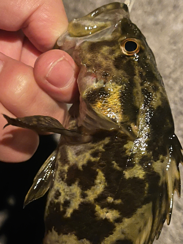 タケノコメバルの釣果