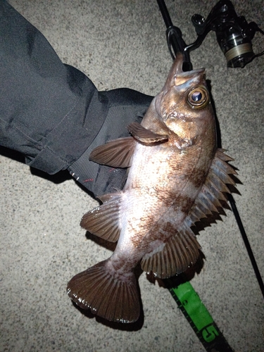 シロメバルの釣果