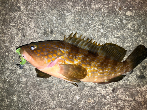 アコウの釣果