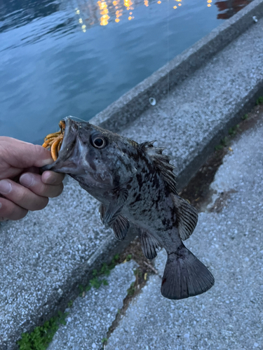 タケノコメバルの釣果