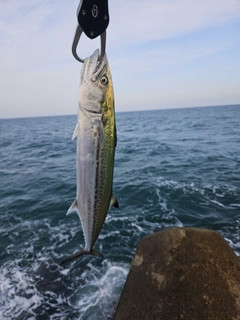 サゴシの釣果