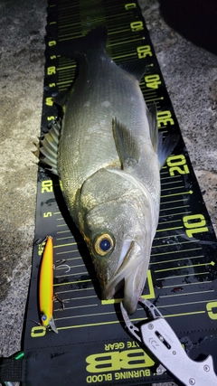 ヒラスズキの釣果