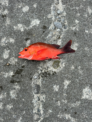 ヒメフエダイの釣果