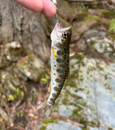 アマゴの釣果