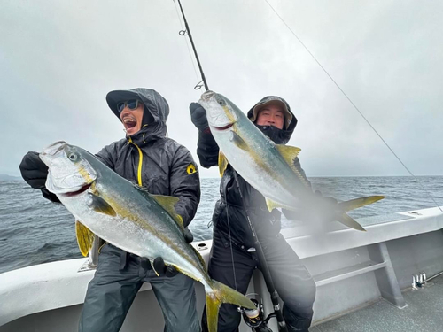 ヒラマサの釣果