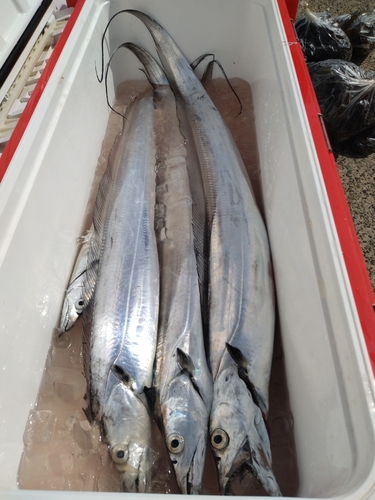 タチウオの釣果