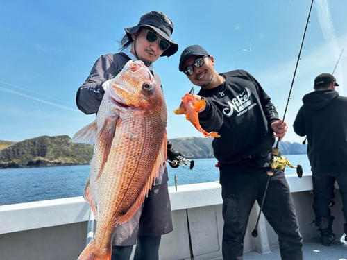 マダイの釣果