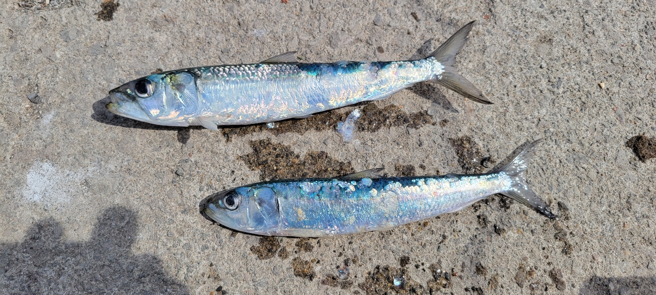 厚田漁港で釣れたイワシの釣り・釣果情報 - アングラーズ