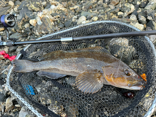 アイナメの釣果